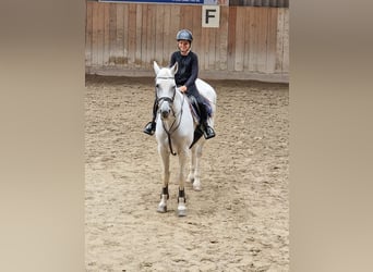 Suche Reitbeteiligung