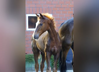 Hanoverian, Stallion, Foal (03/2024), Chestnut-Red, in Spelle,