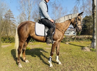 German Riding Pony, Mare, 4 years, 14,1 hh, Palomino, in Sottrum