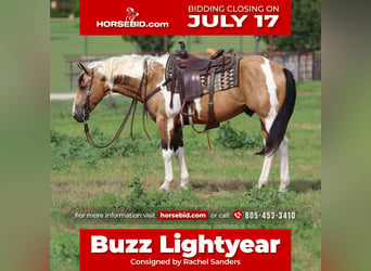 Paint Horse, Gelding, 9 years, 15 hh, in Joshua, TX,