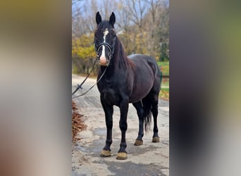 Weitere Ponys/Kleinpferde, Wallach, 5 Jahre, 147 cm, Rappe, in Gyula