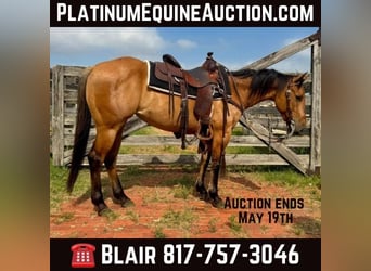 American Quarter Horse, Wallach, 5 Jahre, 145 cm, Falbe, in Weatherford TX,