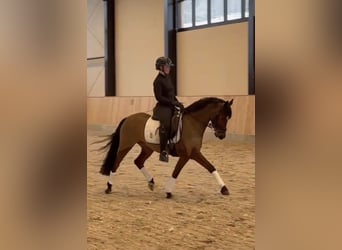 Poni alemán, Caballo castrado, 8 años, 147 cm, Castaño, in WillichWillich