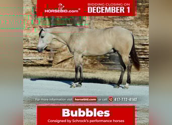 American Quarter Horse, Gelding, 7 years, Buckskin, in Purdy