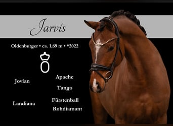 Oldenburger, Wallach, 4 Jahre, 170 cm, Brauner, in Wehringen