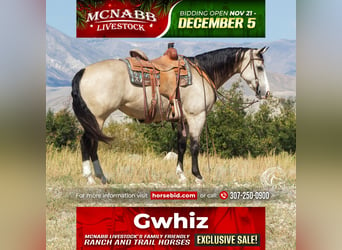 American Quarter Horse, Mare, 4 years, 14.3 hh, Buckskin, in Cody, WY,