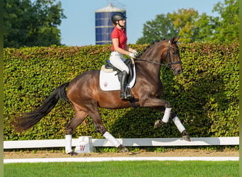 Westfaal, Merrie, 3 Jaar, 166 cm, Donkerbruin, in Münster,