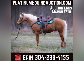 Quarter horse américain, Hongre, 7 Ans, 150 cm, Palomino, in Flemingsburg Ky,