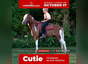 Plus de poneys/petits chevaux, Hongre, 6 Ans, 112 cm, in Rebersburg, PA,