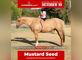 American Quarter Horse, Ruin, 10 Jaar, Palomino, in Terrell