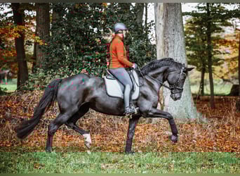 Pferd zur Verfügung / Dressur 