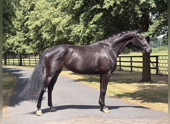 Koń oldenburski, Klacz, 4 lat, 173 cm, Ciemnogniada, in Ochtrup