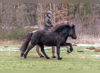 Icelandic Horse, Gelding, 5 years, 14 hh, Black, in Dreieich,