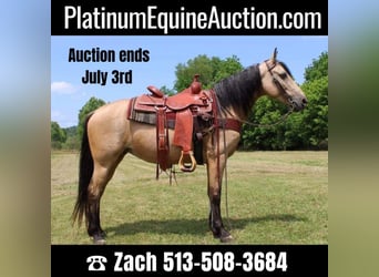 Tennessee walking horse, Jument, 12 Ans, 150 cm, Buckskin, in Salyersville Ky,