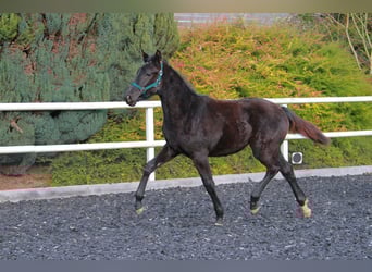 Deutsches Sportpferd, Stute, 1 Jahr, 170 cm, Rappe, in Neckargemünd