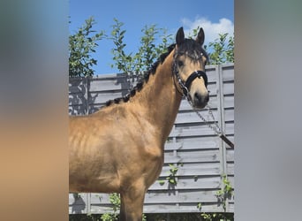 Deutsches Reitpony, Hengst, 2 Jahre, 142 cm, Buckskin, in Gelenau/Erzgebirge