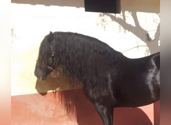 PRE Mix, Stallone, 9 Anni, 168 cm, Morello, in Bejar