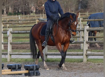 KWPN, Merrie, 10 Jaar, 165 cm, Bruin, in Lemelerveld