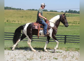 Tennessee Walking Horse, Wallach, 7 Jahre, Tobiano-alle-Farben, in Mount vernon KY,