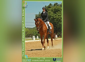 Reitbeteiligung gesucht (Raum Ratingen)