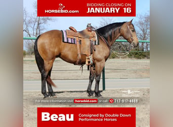 Quarter horse américain, Hongre, 11 Ans, 152 cm, Buckskin, in Cushing, OK,