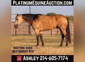 American Quarter Horse, Castrone, 8 Anni, Pelle di daino, in Weatherford Tx,