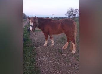 Welsh C (of Cob Type), Mare, 12 years, 13 hh, Chestnut-Red, in Saint hilaire la treille,