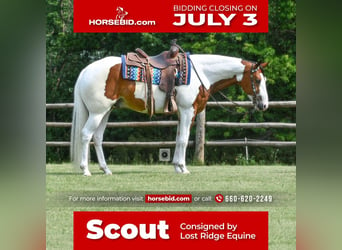 Quarter horse américain, Hongre, 5 Ans, Pinto, in Sedalia, MO,