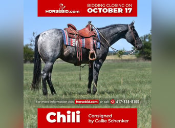 American Quarter Horse, Gelding, 9 years, 15.1 hh, Roan-Blue, in Halfway, MO,