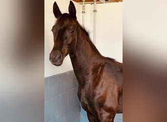 Oldenburger, Hengst, 2 Jahre, 170 cm, Schwarzbrauner, in Oberkr&#xE4;mer,