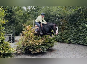 Blue: schoolmaster and confidence builder