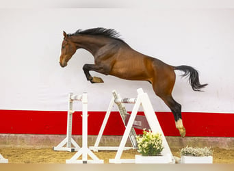Zangersheider, Stallion, 3 years, 16 hh, Bay-Dark, in Waddinxveen,