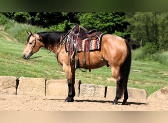 American Quarter Horse, Wałach, 8 lat, 157 cm, Jelenia, in Millersburg,