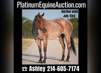 Quarter horse américain, Hongre, 11 Ans, Roan-Bay, in Weatherford TX,