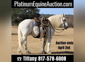 Draft Horse, Gelding, 17 years, 14.3 hh, Gray, in Stephenville TX,