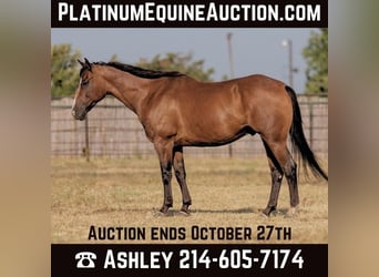 American Quarter Horse, Ruin, 11 Jaar, 152 cm, Roan-Bay, in Weatherford TX,