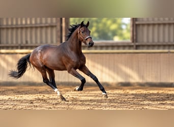 Hannoveraner, Hengst, 3 Jahre, 172 cm, , in Daaden