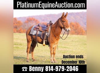 American Quarter Horse, Merrie, 6 Jaar, 142 cm, Donkere-vos, in Everett, PA,