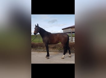 German Sport Horse, Mare, 4 years, Bay-Dark, in Haldenwang,