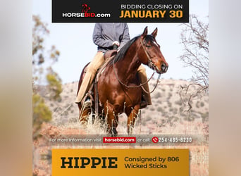 Quarter horse américain, Hongre, 10 Ans, 152 cm, Bai cerise, in Canyon, TX,