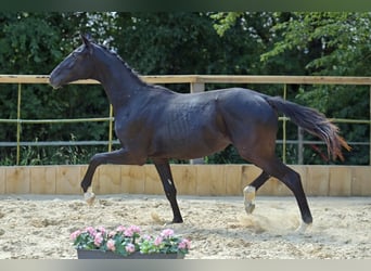 Hannoveraan, Merrie, 1 Jaar, 170 cm, Zwart, in Eisingen