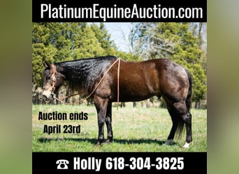 Quarter horse américain, Hongre, 14 Ans, 152 cm, Buckskin, in Greenville KY,