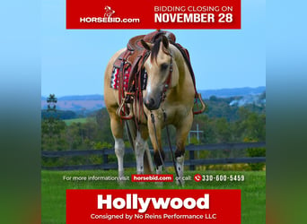 Paint Horse, Hongre, 6 Ans, 152 cm, Buckskin, in Fredericksburg, OH,