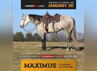Quarter horse américain, Hongre, 10 Ans, 157 cm, Gris pommelé, in Brookville, PA,