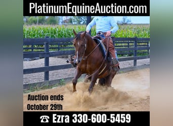 Quarter horse américain, Hongre, 7 Ans, 152 cm, Bai cerise, in Wooster OH,