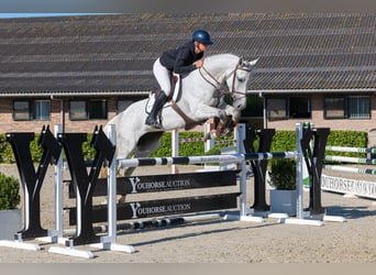 KWPN, Jument, 7 Ans, 172 cm, Gris, in Waddinxveen