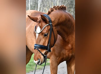 Caballo de deporte alemán, Caballo castrado, 4 años, 172 cm, Alazán, in Kamern