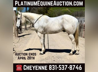 American Quarter Horse, Wałach, 12 lat, 150 cm, Siwa, in Bitterwater CA,