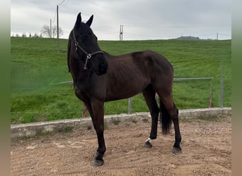 Koń hiszpański sport, Klacz, 11 lat, 168 cm, , in Santander