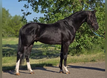 KWPN, Ruin, 4 Jaar, 168 cm, Zwart, in Lajosmizse